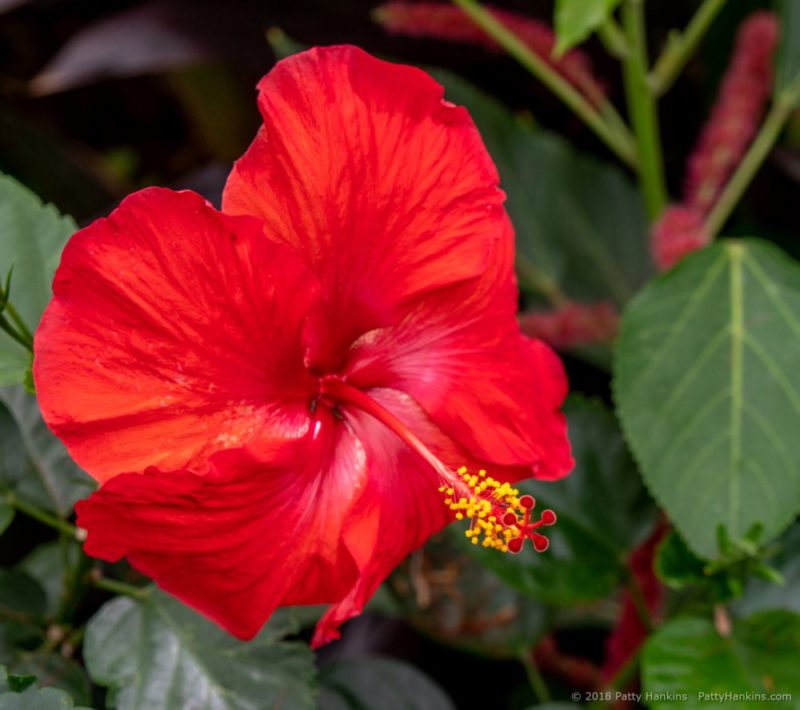 Hibiscus at the New York Botanical Garden | Beautiful Flower Pictures Blog