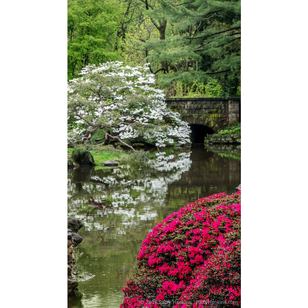 Dogwood & Azaleas at Shofuso Japanese Gardens – New Photo