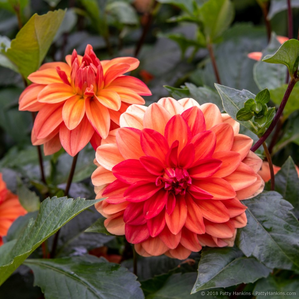 Koppertone Dahlias