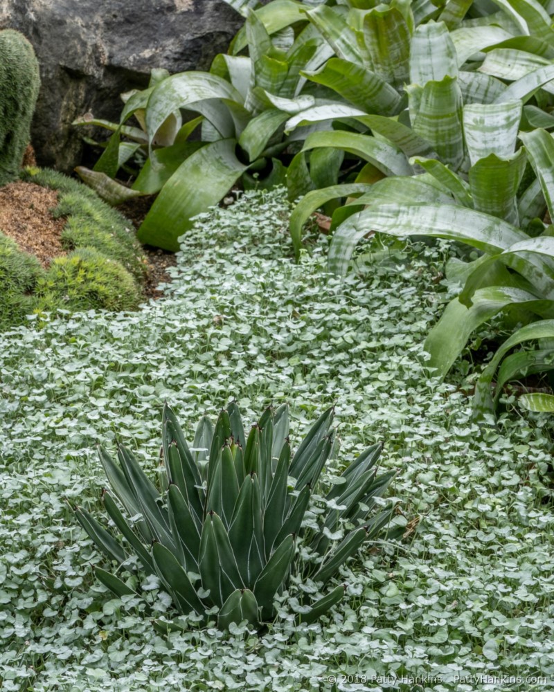 In the Silver Garden © 2018 Patty Hankins