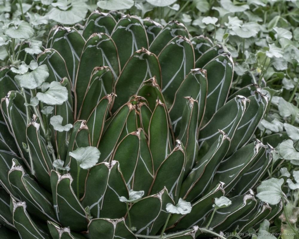 In the Silver Garden © 2018 Patty Hankins