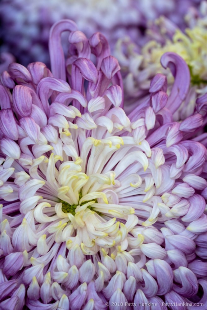 Chyrsanthemums at Longwood Gardens