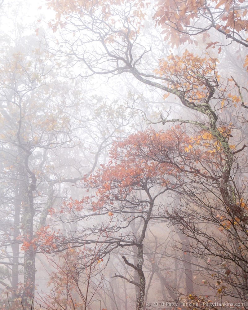 Trees in the Fog, Cumberland Gap National Historical Park – New Photo