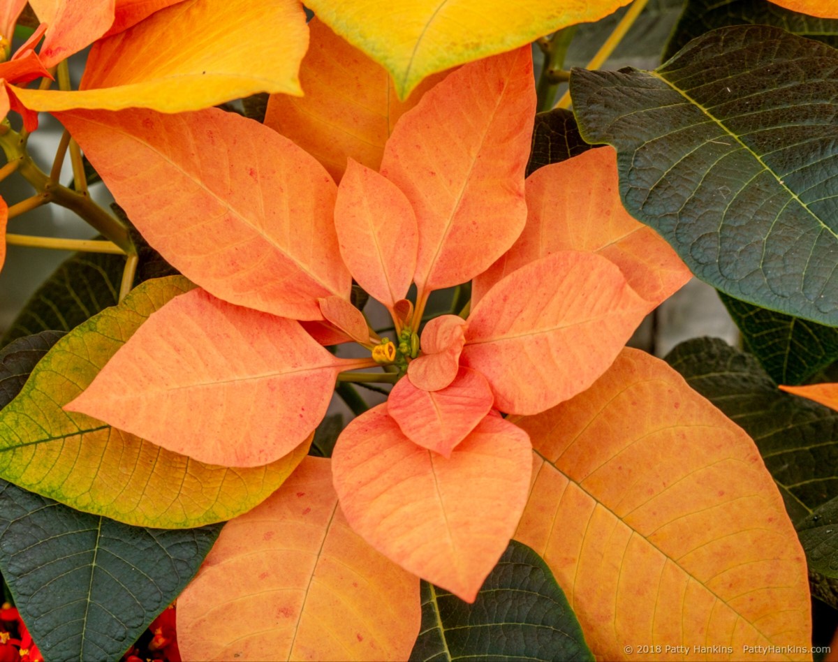 Autumn Leaves Poinsettia © 2018 Patty Hankins