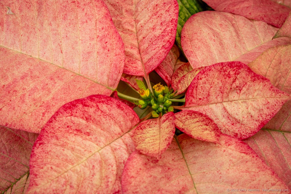 More Poinsettias from 2017