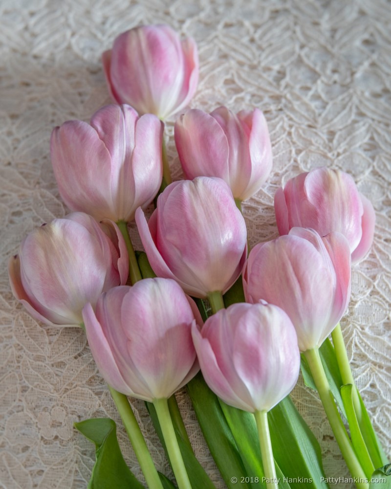 Pink & White Tulips © 2018 Patty Hankins