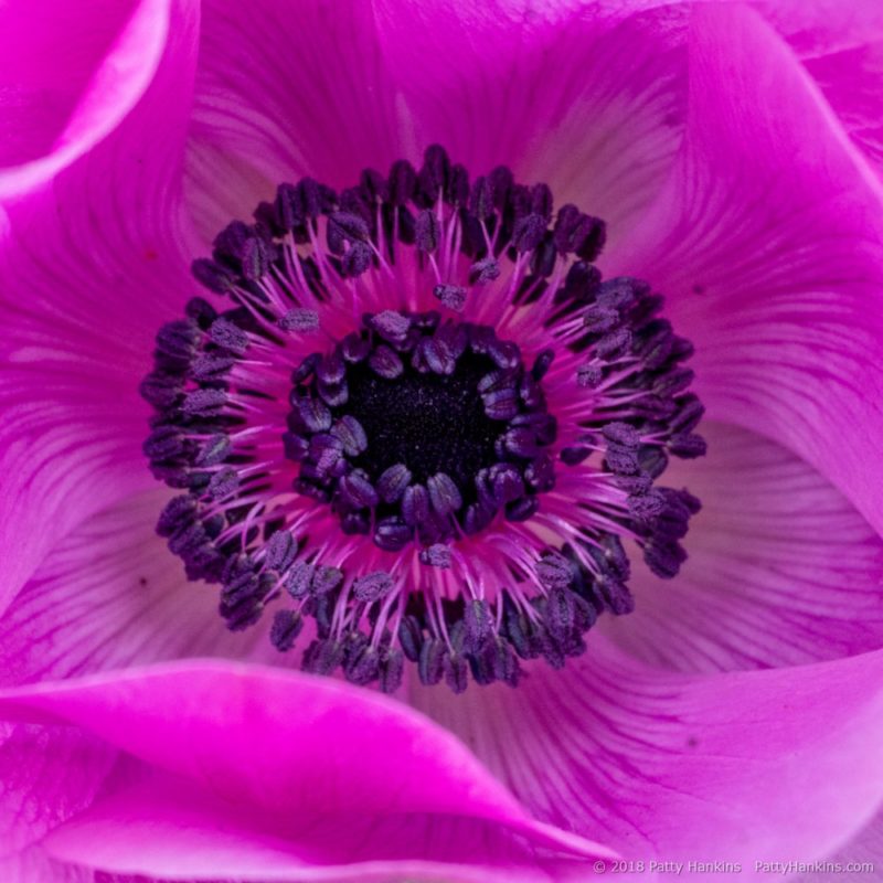 Poppy Anemones | Beautiful Flower Pictures Blog