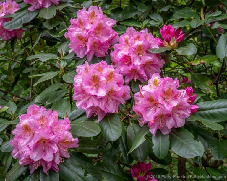 Rhododendron & Azaleas | Beautiful Flower Pictures Blog