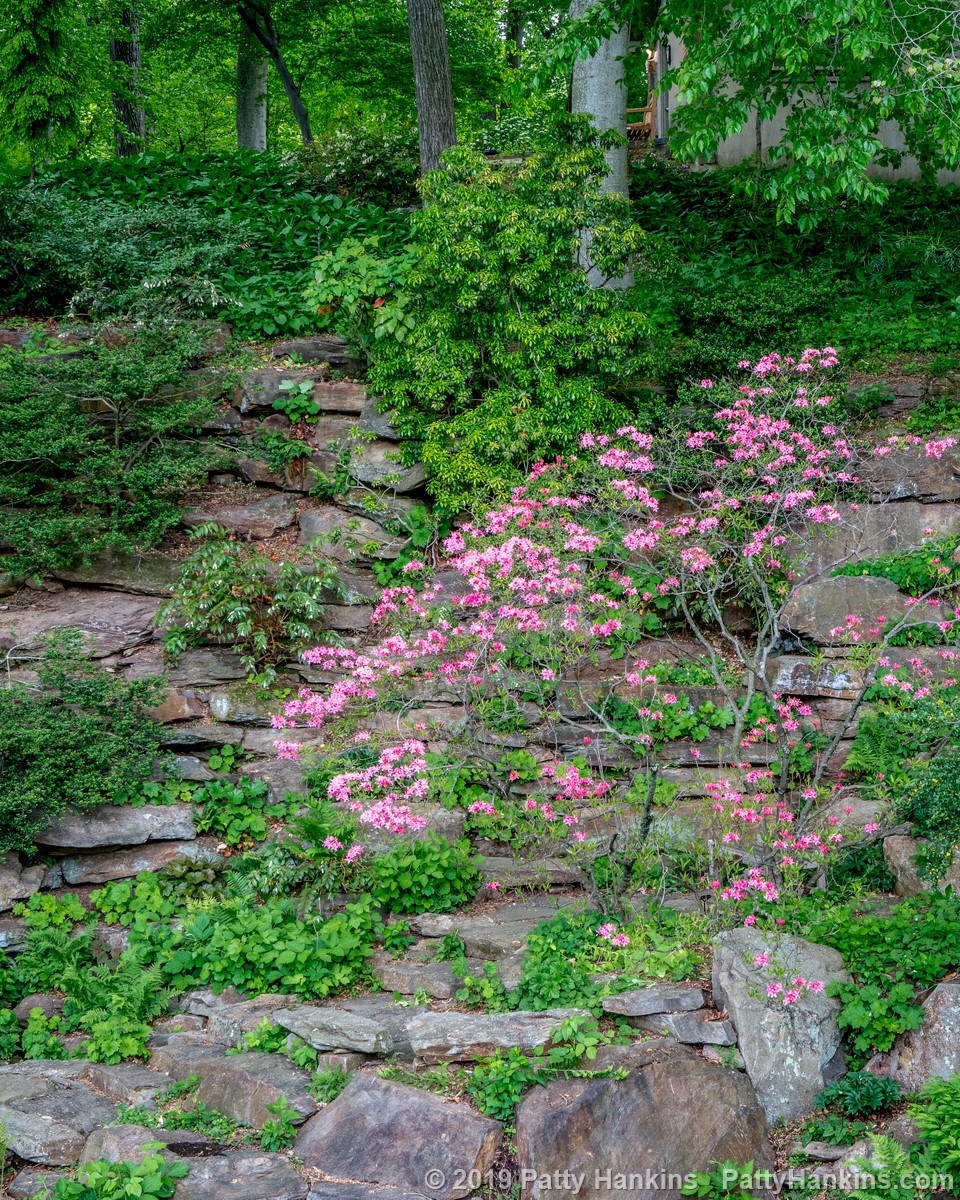 Quarry Garden at Winterthur © 2019 Patty Hankins