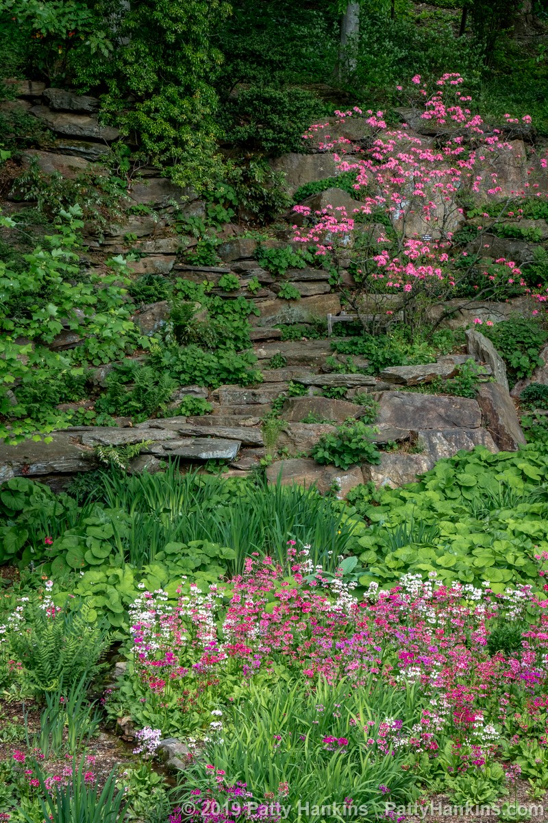 Quarry Garden at Winterthur © 2019 Patty Hankins