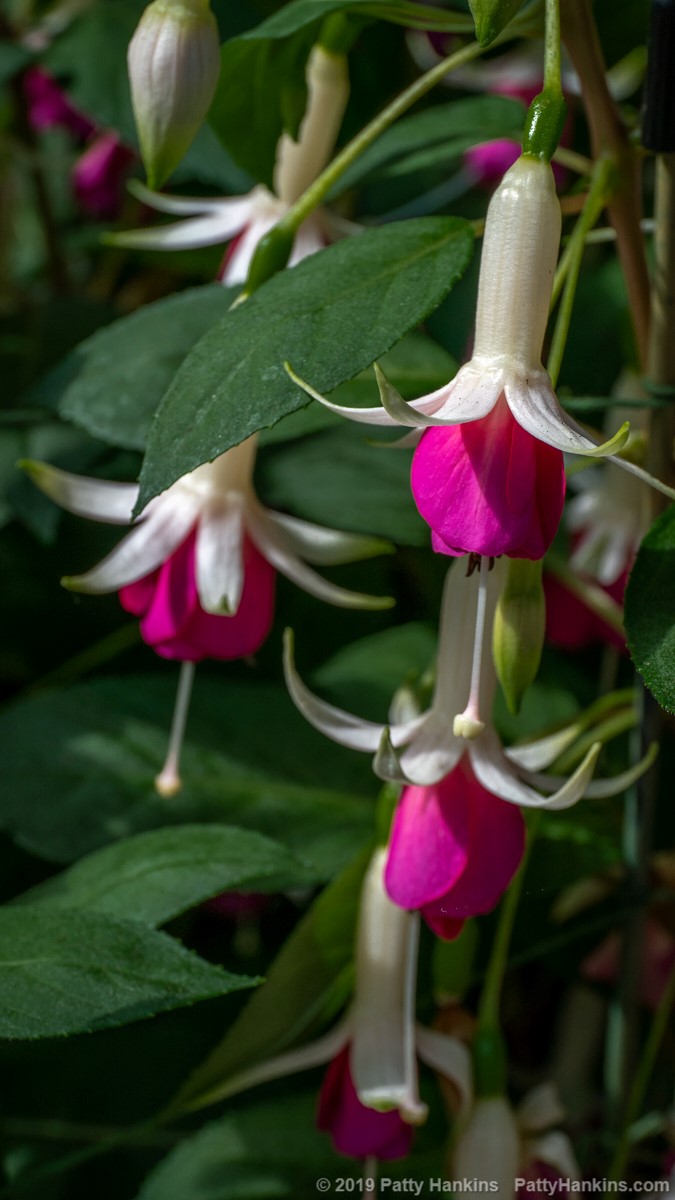 Mrs Marshall Fuschia © 2019 Patty Hankins