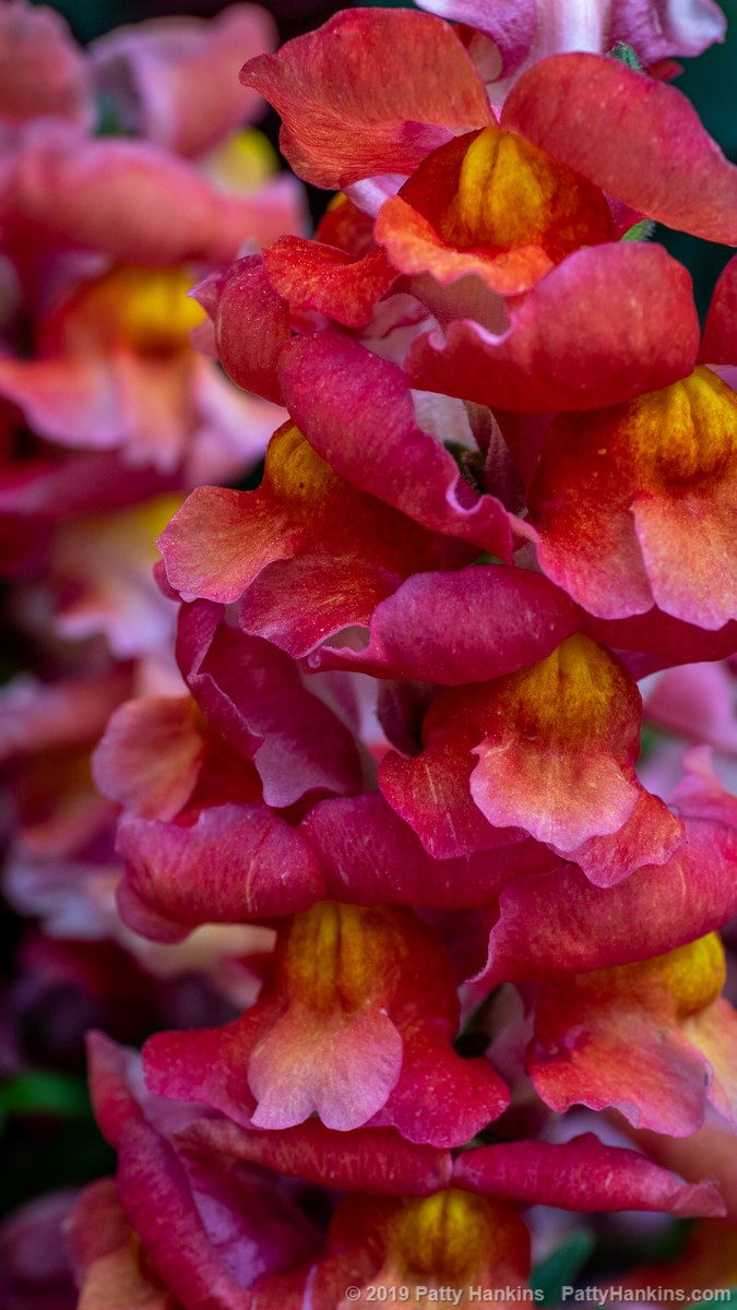 Sonnet Orange Scarlet Snapdragon © 2019 Patty Hankins