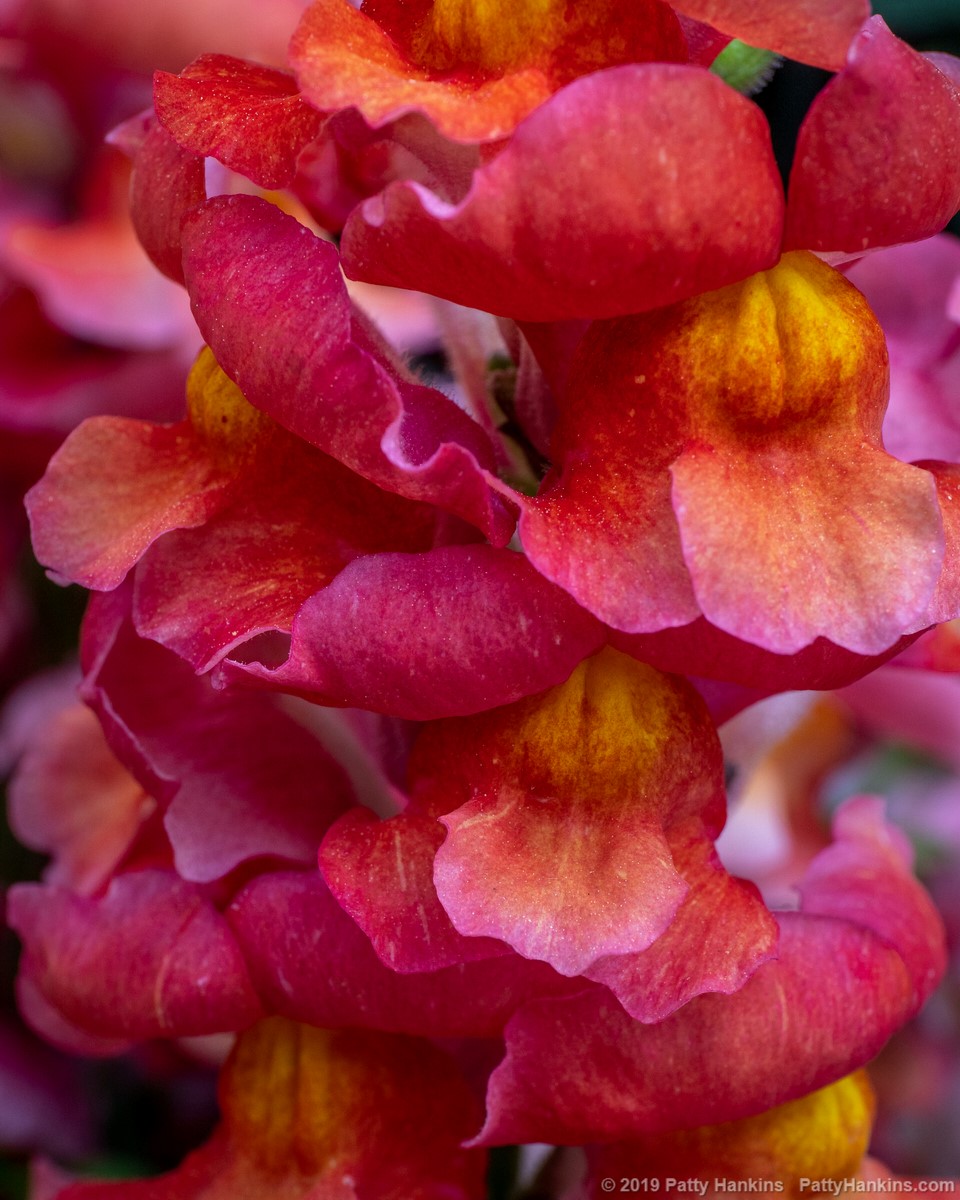 Sonnet Orange Scarlet Snapdragon © 2019 Patty Hankins