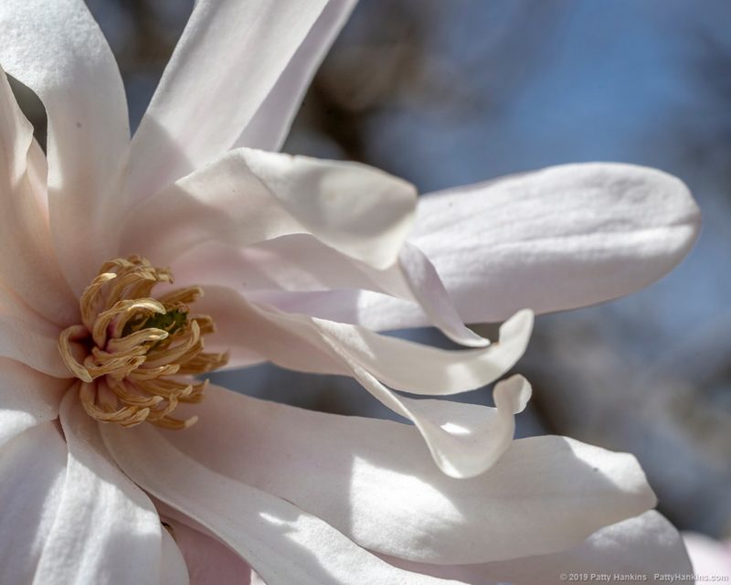 Star Magnolias | Beautiful Flower Pictures Blog