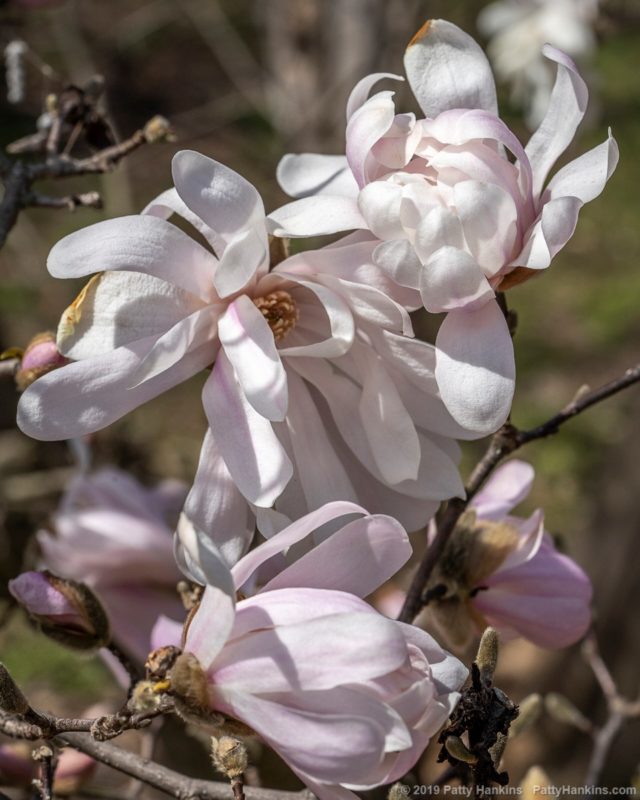 Star Magnolias | Beautiful Flower Pictures Blog