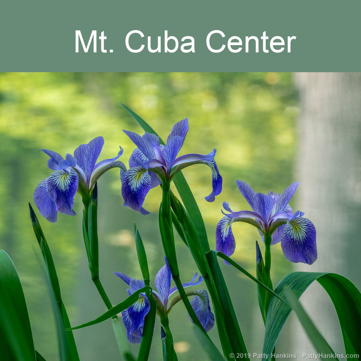 Mt. Cuba Center