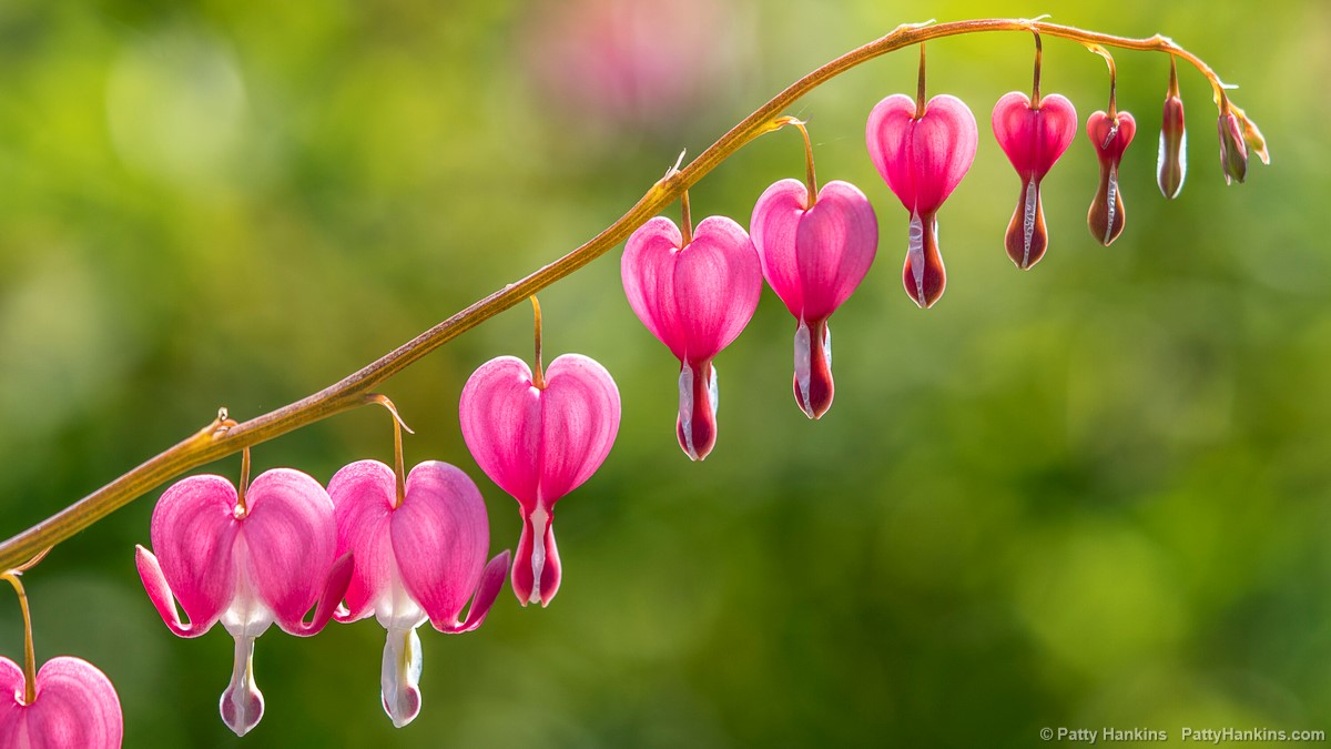 Longwood Gardens | Beautiful Flower Pictures Blog