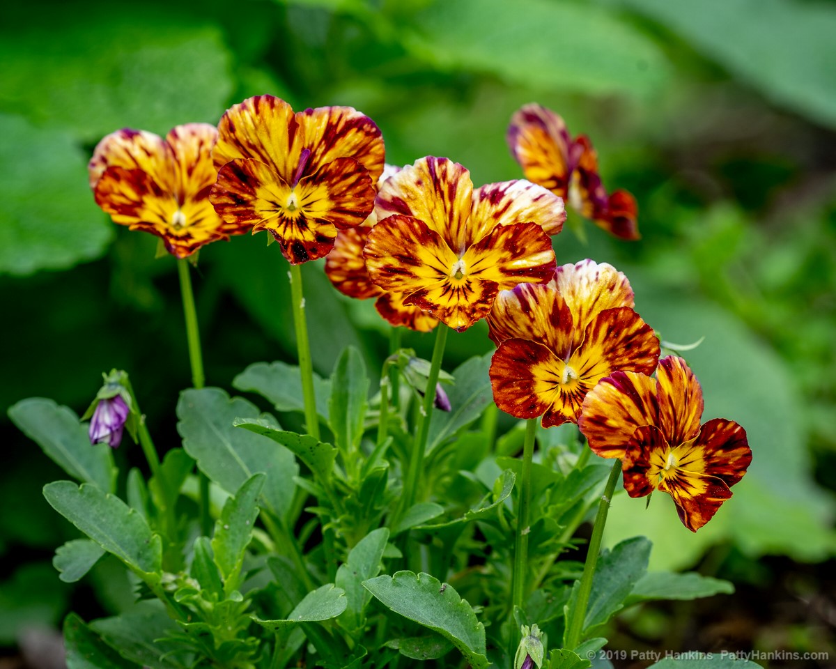 Pansies © 2019 Patty Hankins