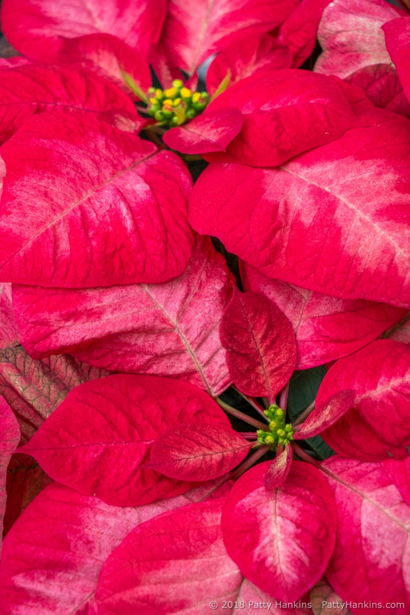 Poinsettias at Longwood Gardens 2018 Part 1