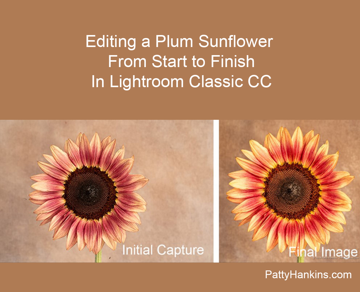 Editing a Plum Sunflower Photo from Start to Finish in Lightroom