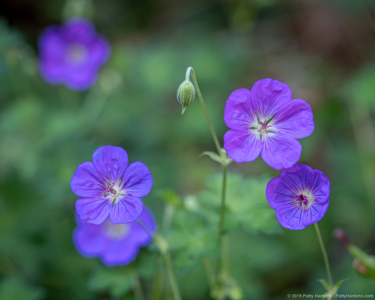 Rozanne Geraniums © 2019 Patty Hankins