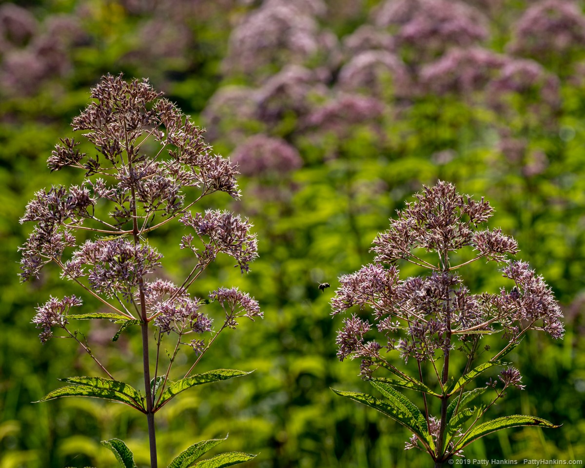 Joe Pye Weed - Eutrochium maculatum © 2019 Patty Hankins