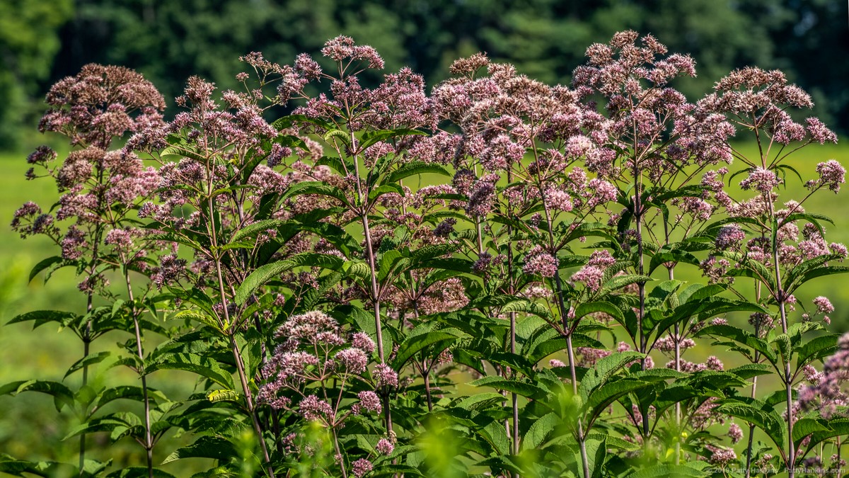 Joe Pye Weed - Eutrochium maculatum © 2019 Patty Hankins