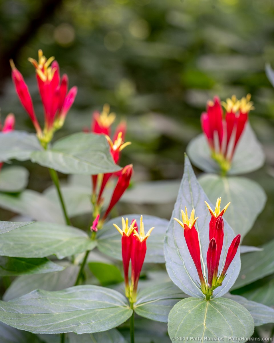 Indian Pink - Spigelia marilandica © 2019 Patty Hankins