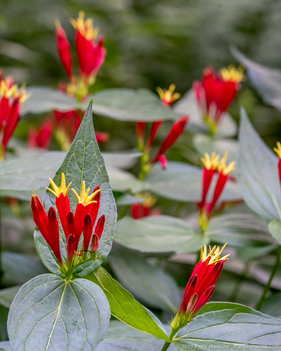 Indian Pink - Spigelia marilandica © 2019 Patty Hankins