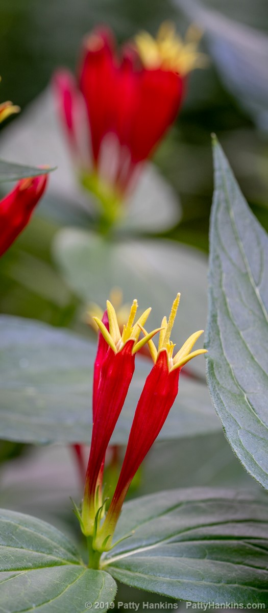 Indian Pink - Spigelia marilandica © 2019 Patty Hankins