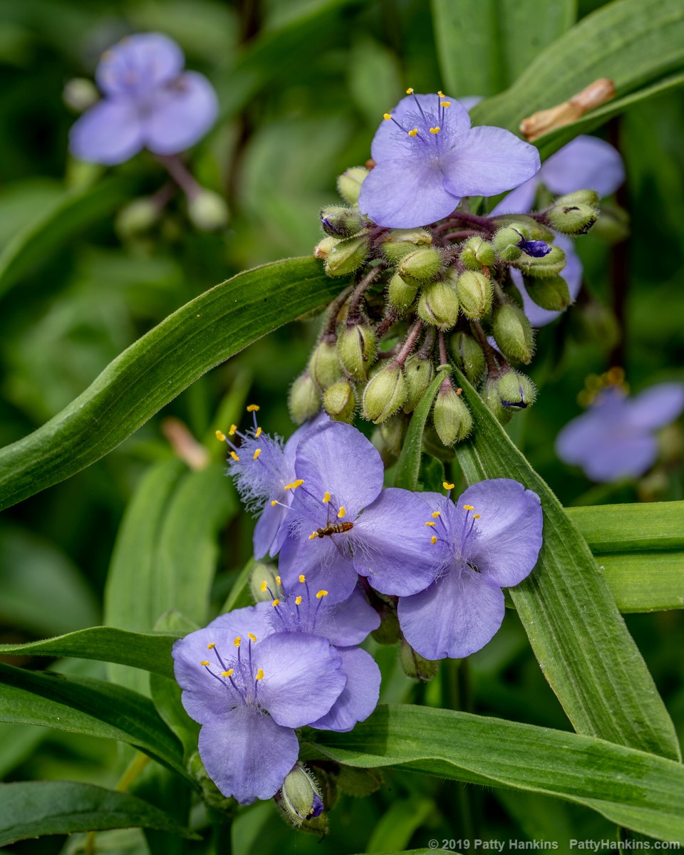 Virginia Spiderwort - Tradescantia virginiana © 2019 Patty Hankins