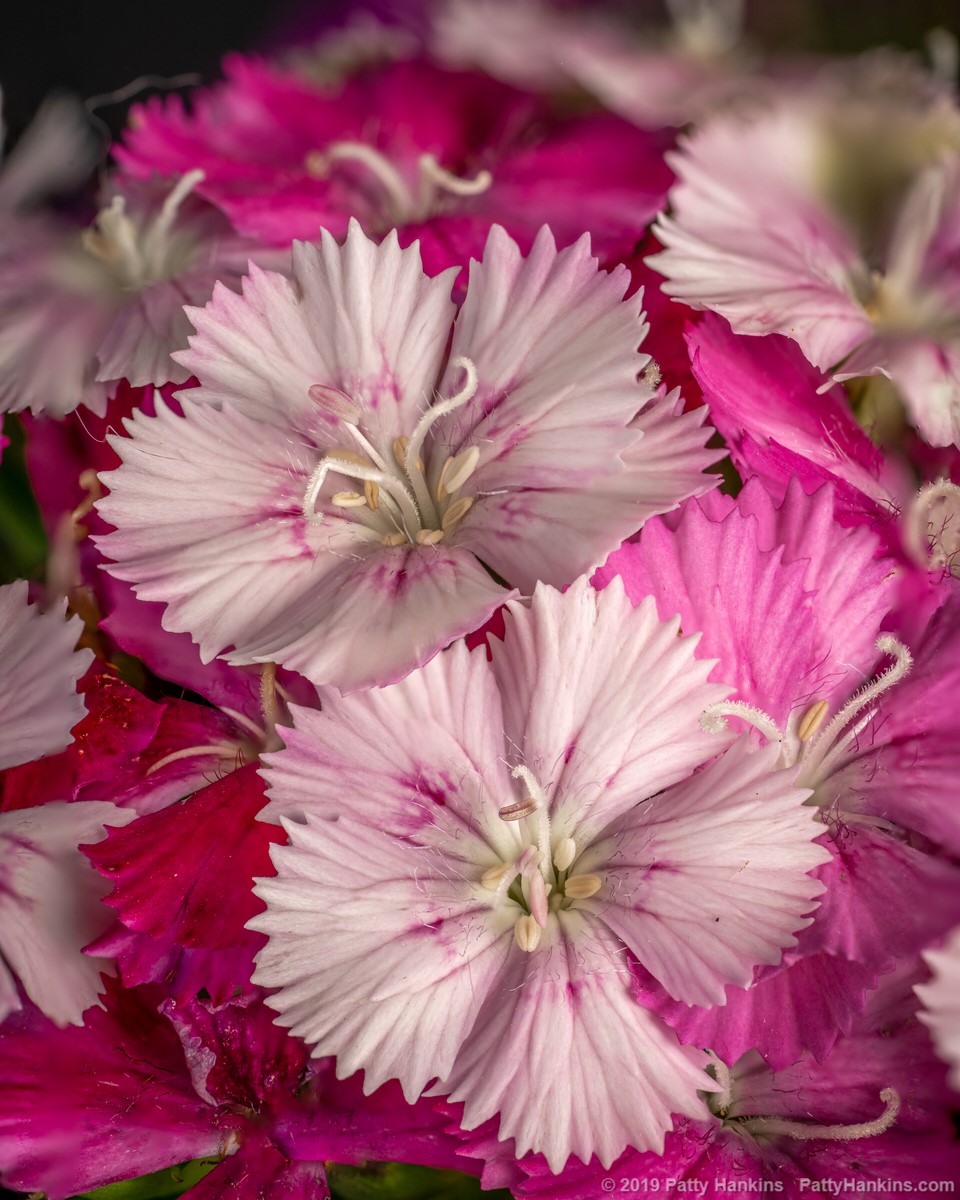 Dianthus © 2019 Patty Hankins