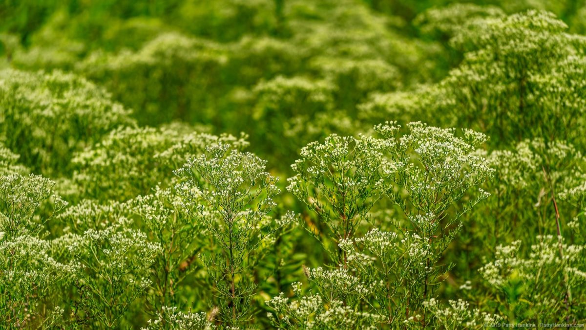 In the Meadow © 2019 Patty Hankins