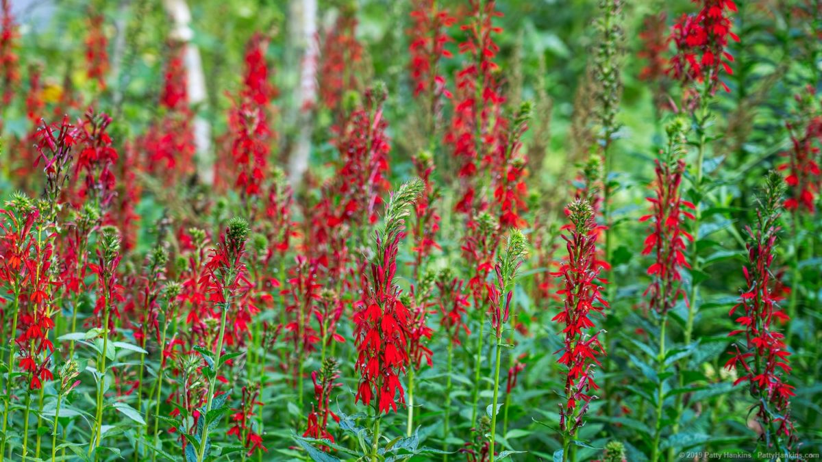 Cardinal Flowers - Lobelia cardinalis © 2019 Patty Hankins