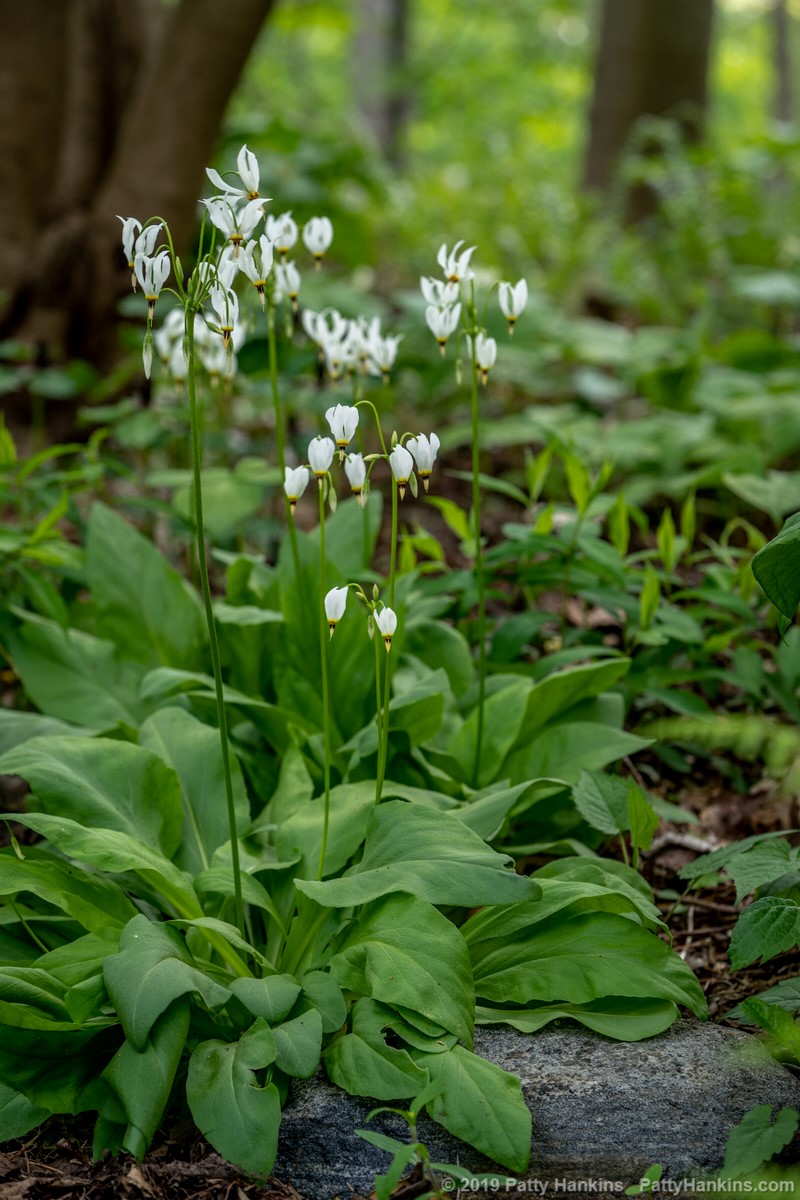 Shooting Stars - Dodecatheon meadia © 2019 Patty Hankins