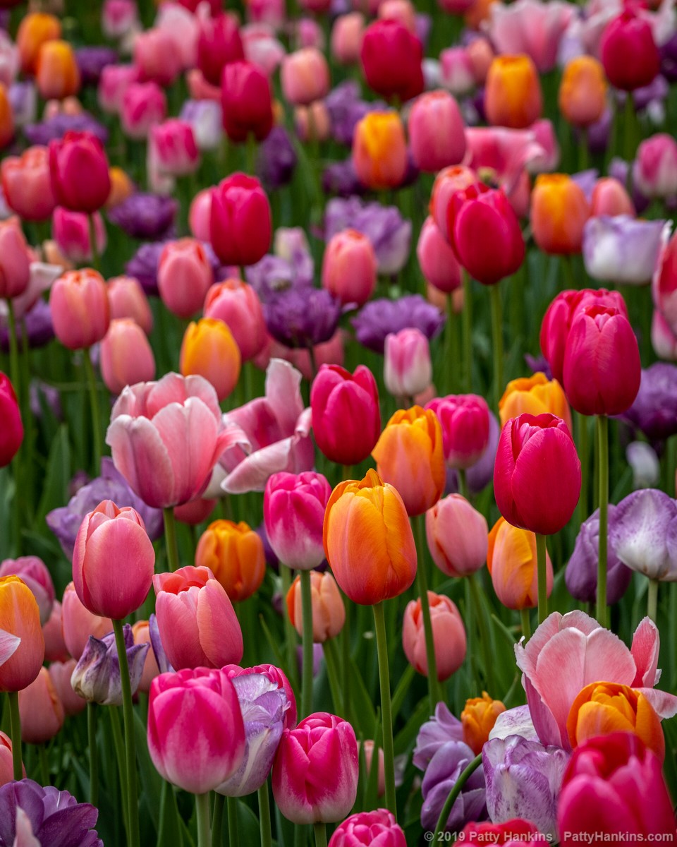 Tulips