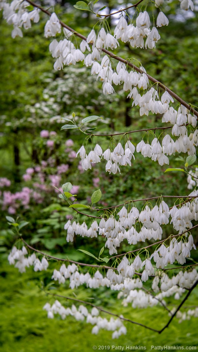 Two Winged Silverbells © 2019 Patty Hankins