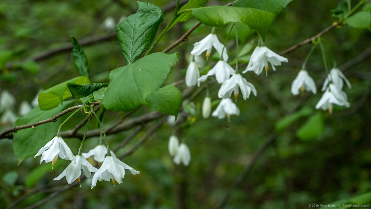 Two Winged Silverbells © 2019 Patty Hankins