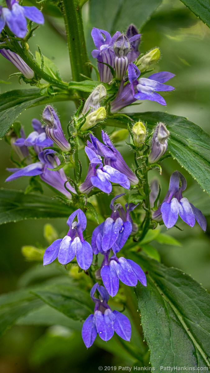 Blue Cardinal Flower - Lobelia siphilitica © 2019 Patty Hankins