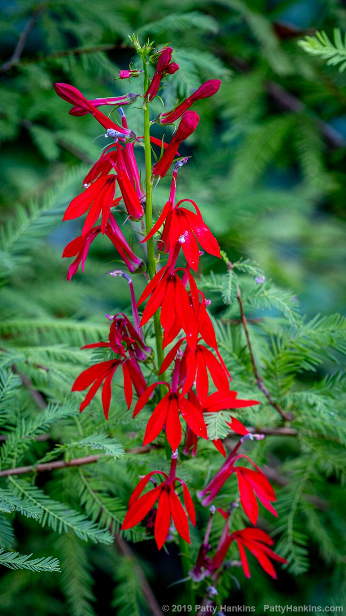 Cardinal Flowers - Lobelia cardinalis © 2019 Patty Hankins