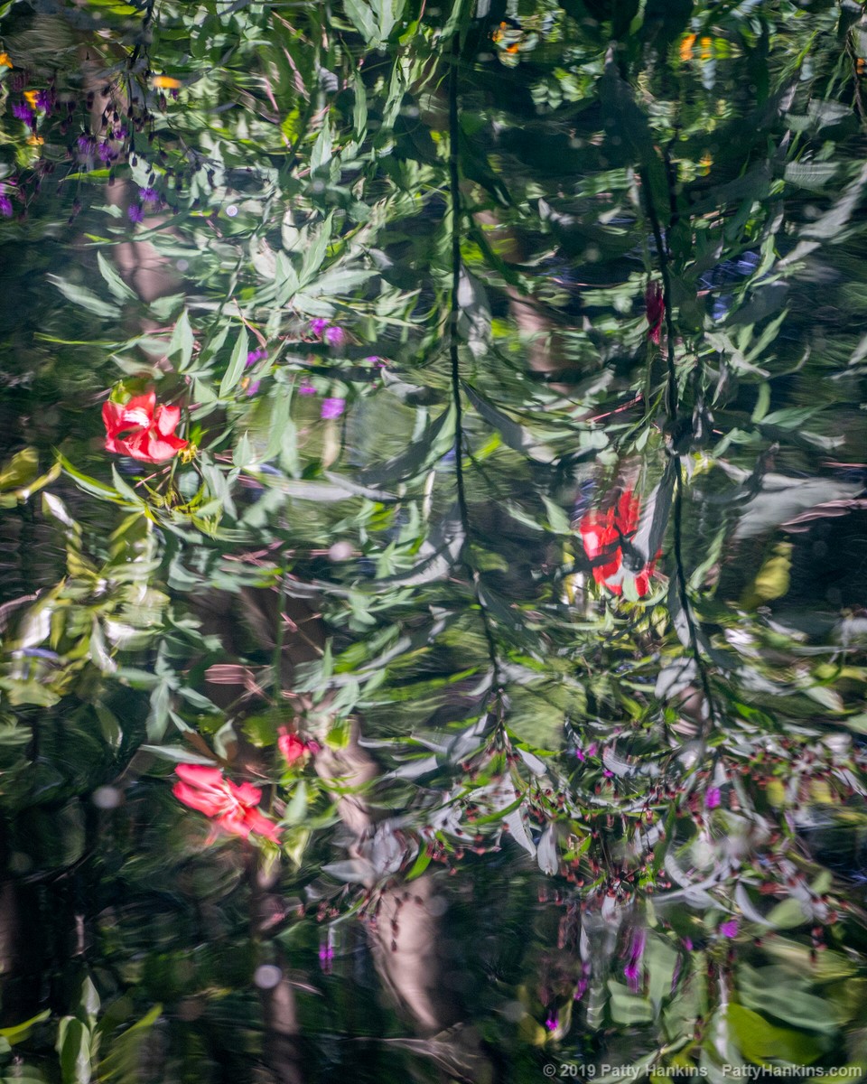 Mallow and Ironweed Reflections © 2019 Patty Hankins