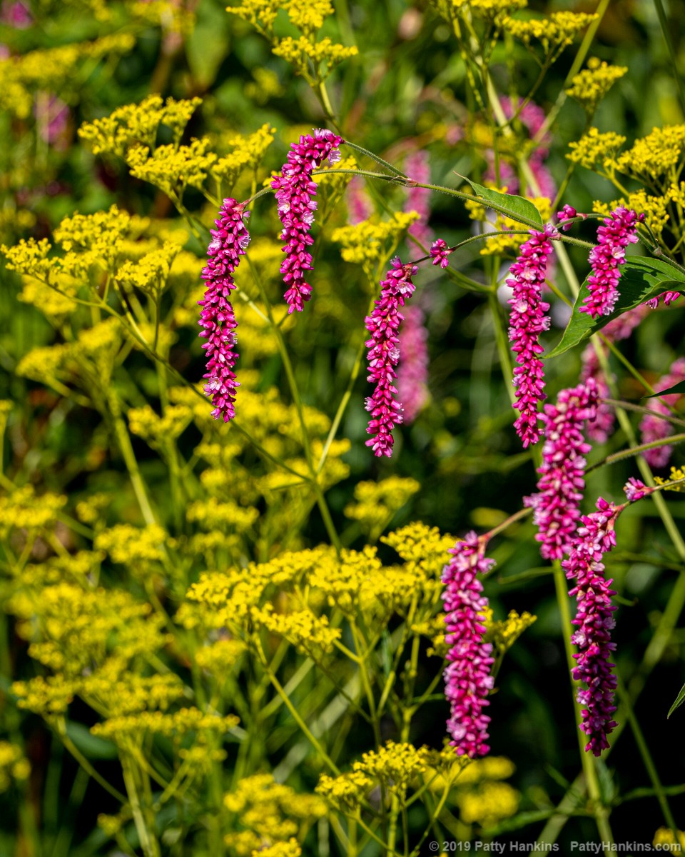 Pink & Yellow © 2019 Patty Hankins