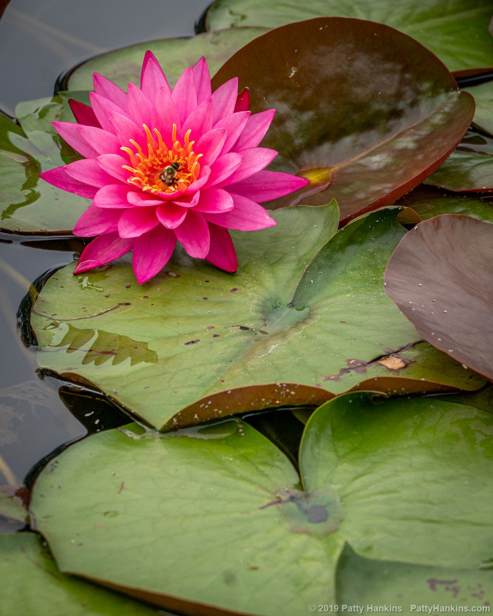 Rose Arey Water Lily © 2019 Patty Hankins