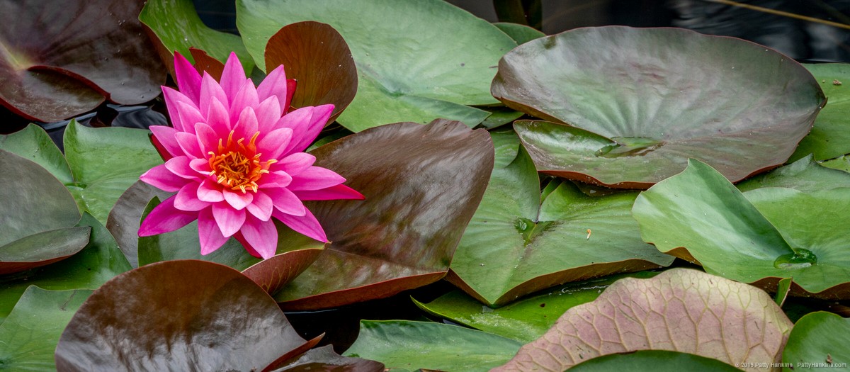 Rose Arey Water Lily © 2019 Patty Hankins