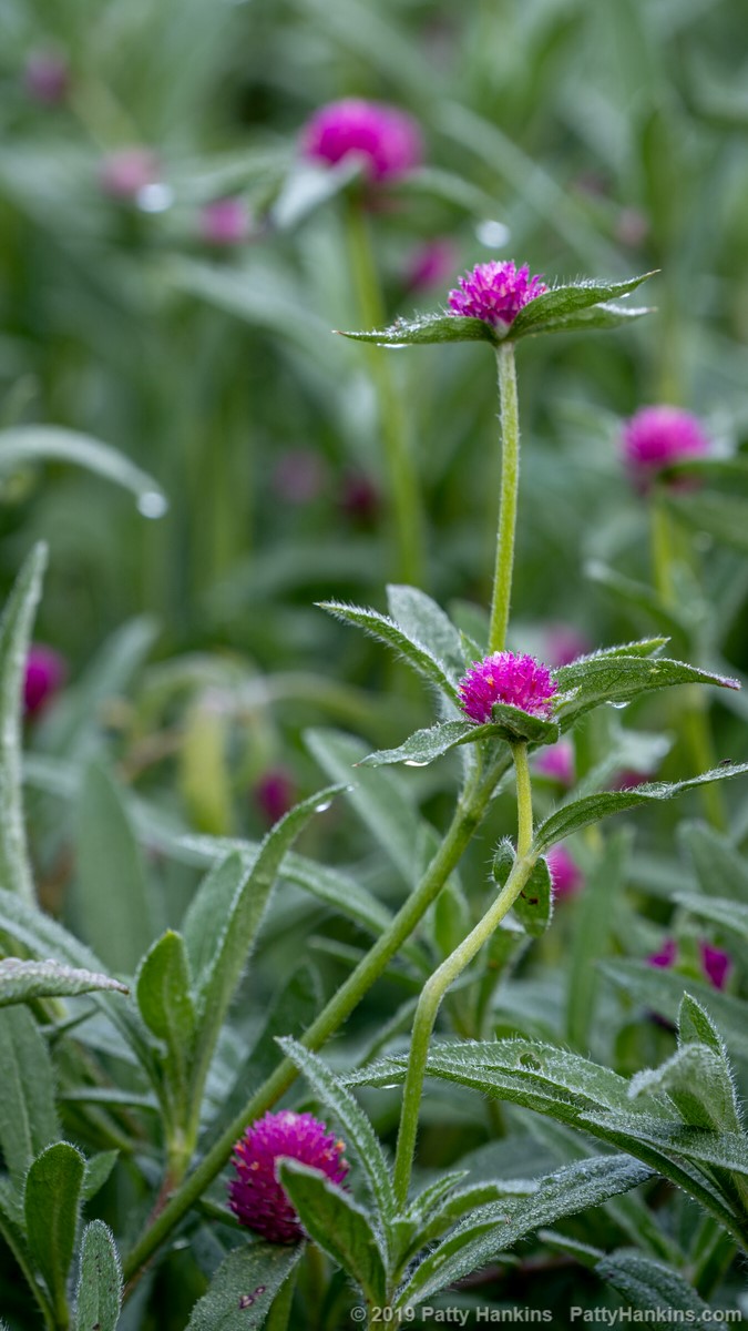 Gomphrena © 2019 Patty Hankins