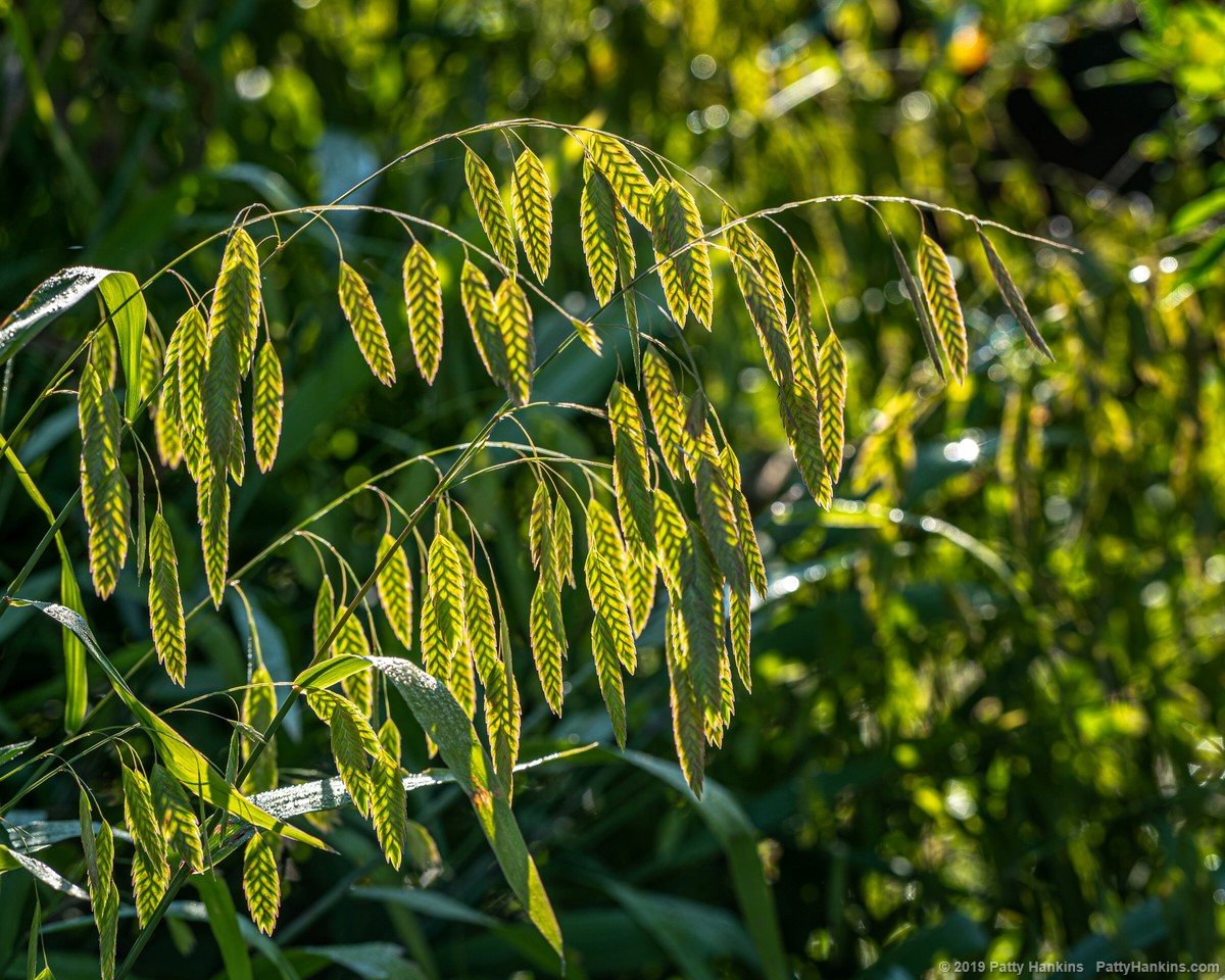 Northern Sea Oats - Chasmanthium latifolium © 2019 Patty Hankins