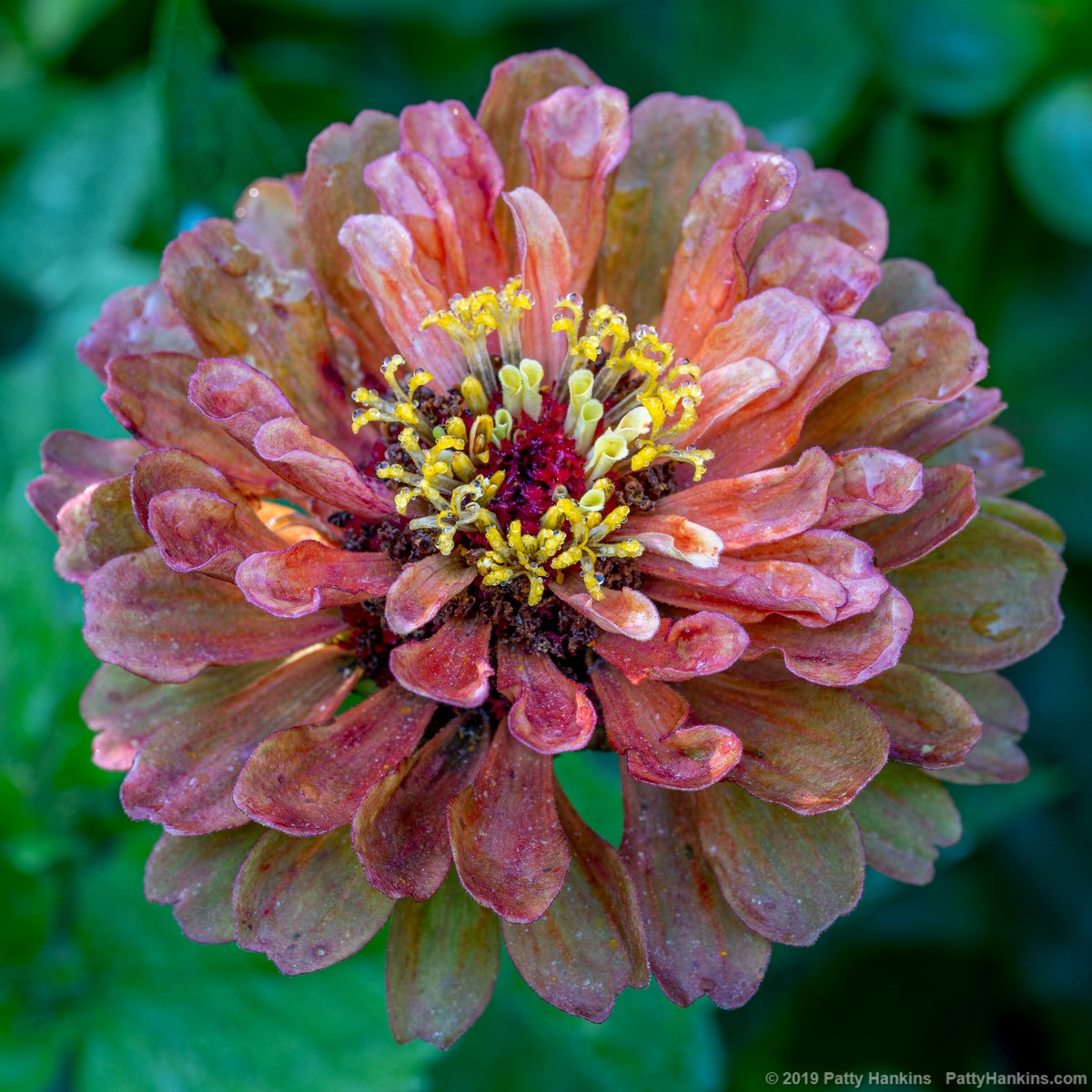 Zinnia © 2019 Patty Hankins