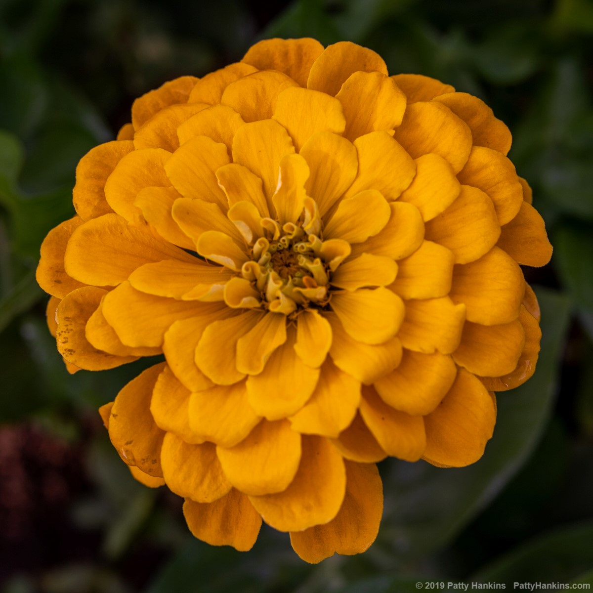 Zinnia © 2019 Patty Hankins