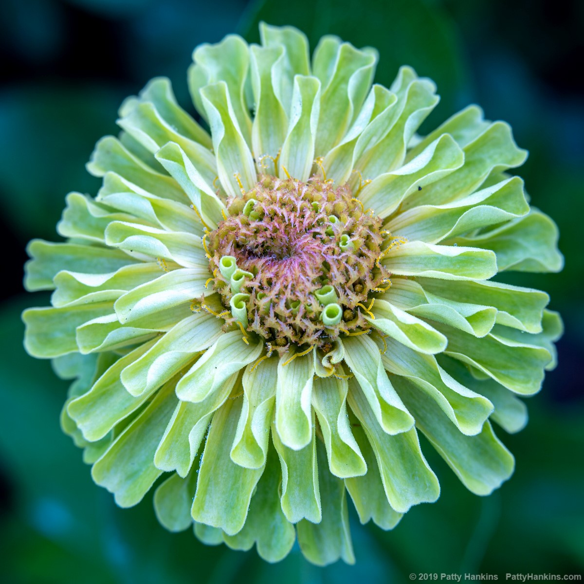 Zinnia © 2019 Patty Hankins