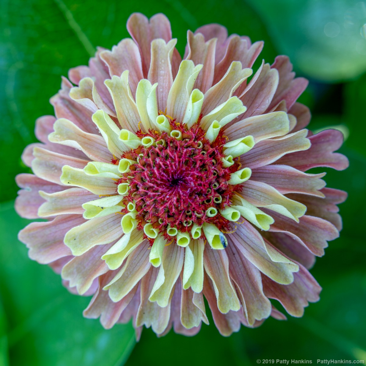 Zinnia © 2019 Patty Hankins